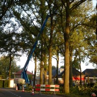 Onderhoudsnoei