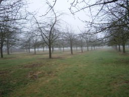 Rooien kersenboomgaard