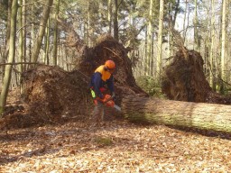 Stormhout verwerken