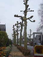 Vormsnoei
